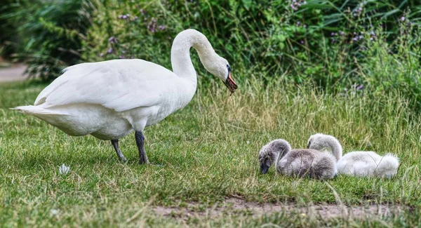 公園内の白鳥の家族 セール ザクセン アンハルト州 ドイツ — ストック写真