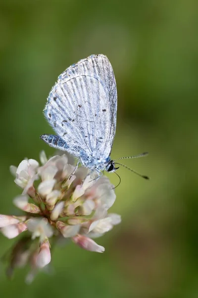 Een Verticaal Macro Van Een Summer Azuurblauwe Vlinder Bloem Gloeilamp — Stockfoto