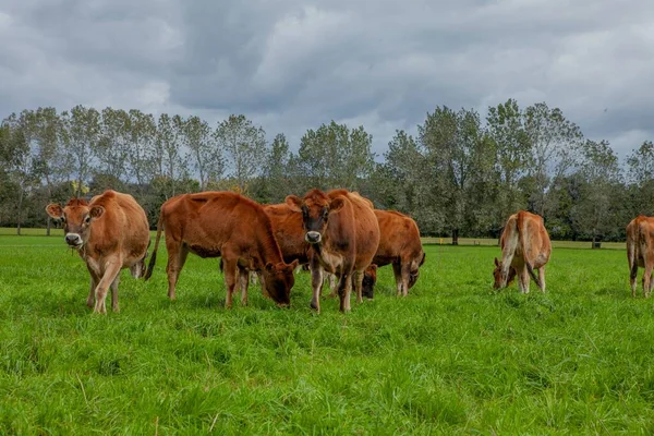 The livestock of jersey cows grazing in Jersey Dairy Cow Farm meadow, Buenos Aires with trees