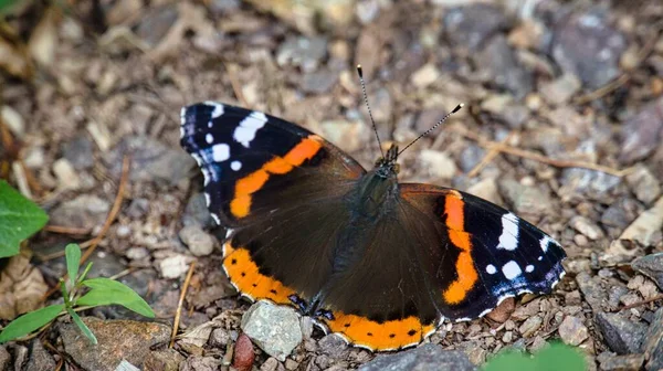 Pillangó Admirális Vanessa Atalanta Erdőn — Stock Fotó