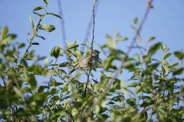 一只老大陆麻雀栖息在细枝上的低角度镜头 — 图库照片