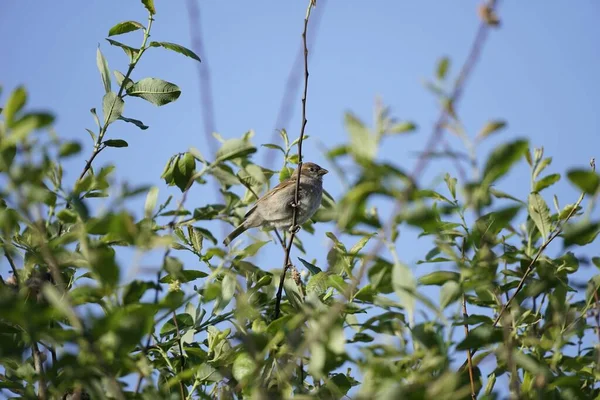 Plan Angle Bas Moineau Vieux Monde Perché Sur Branche Mince — Photo