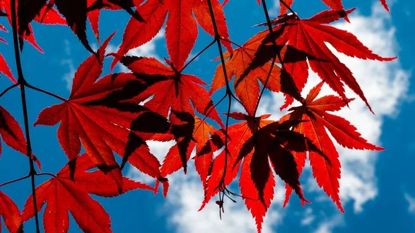 在乌云密布的蓝天的背景上 红色的秋天树叶的特写 — 图库照片