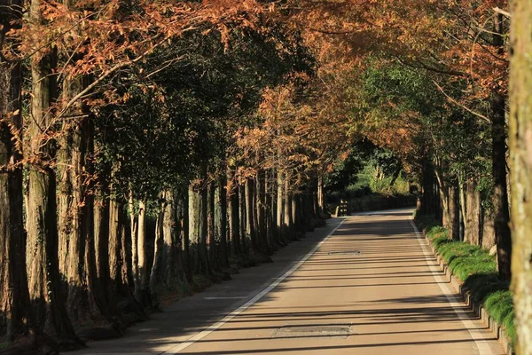 Ein Schöner Weg Der Herbst Zwischen Baumreihen Vorbeiführt — Stockfoto