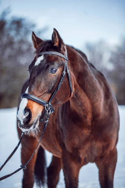 A closeup shot of the english thoroughbred horse on a winter day