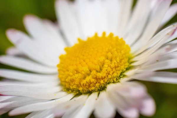 Eine Voll Blühende Gänseblümchenblume Einem Garten — Stockfoto