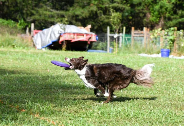 Velký Hnědý Pes Běžící Létajícím Kotoučem Tlamě Poli — Stock fotografie