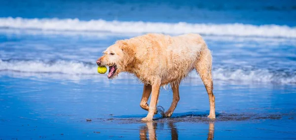 Egy Golden Retriever Játszik Egy Labdával Parton — Stock Fotó