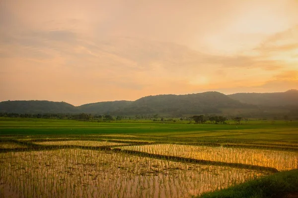 Свежие Посадки Рисовых Саженцев Отражающей Воде Рисового Поля Кулон Прого — стоковое фото