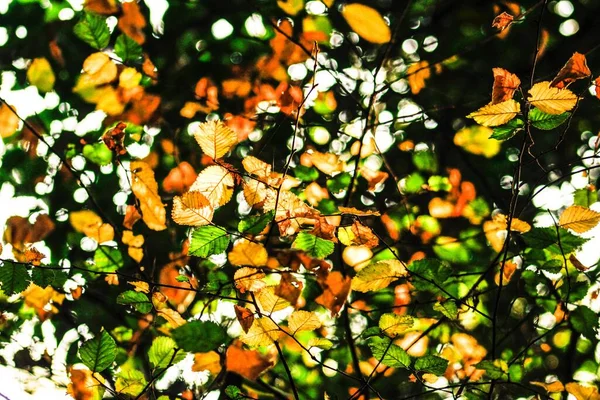 Een Close Shot Van Kleurrijke Herfstbladeren Wazige Achtergrond — Stockfoto