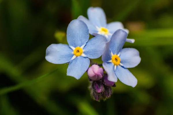 Eine Nahaufnahme Von Blühenden Rosa Skorpion Gräsern Blumen — Stockfoto