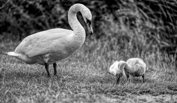 Famille Des Cygnes Dans Parc Halle Der Saale Saxe Anhalt — Photo