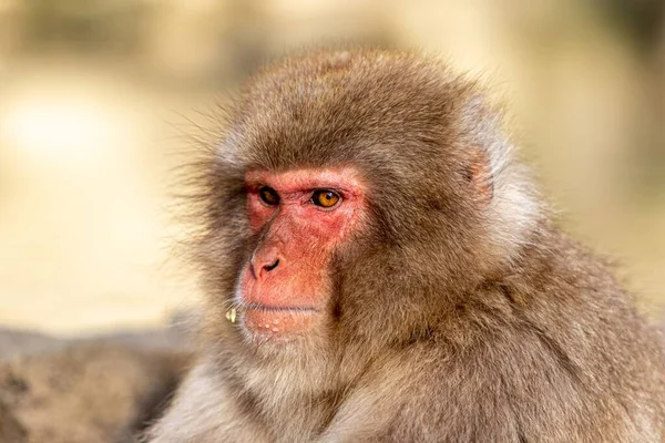 나가노 근처의 온천에서 원숭이 — 스톡 사진