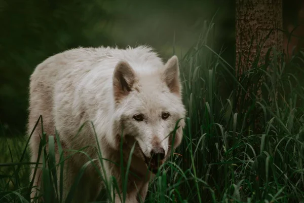 Nahaufnahme Eines Weißen Wolfes Der Auf Dem Gras Geht — Stockfoto