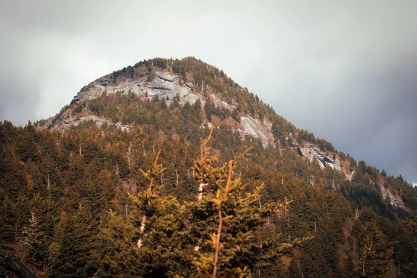 灰色の曇りの空の下で草や植物を持つ岩山の下の森 — ストック写真