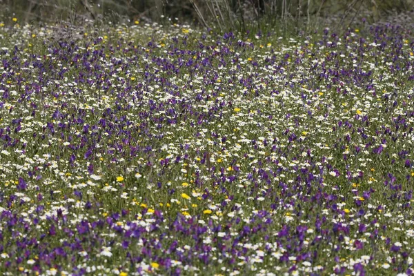 Beautiful Shot Field Colorful Wildflowers — Stock Photo, Image