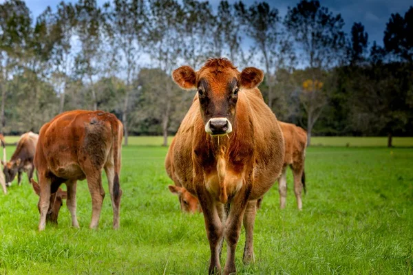 A portrait of a standing jersey cow in Jersey Dairy Cow Farm, Buenos Aires