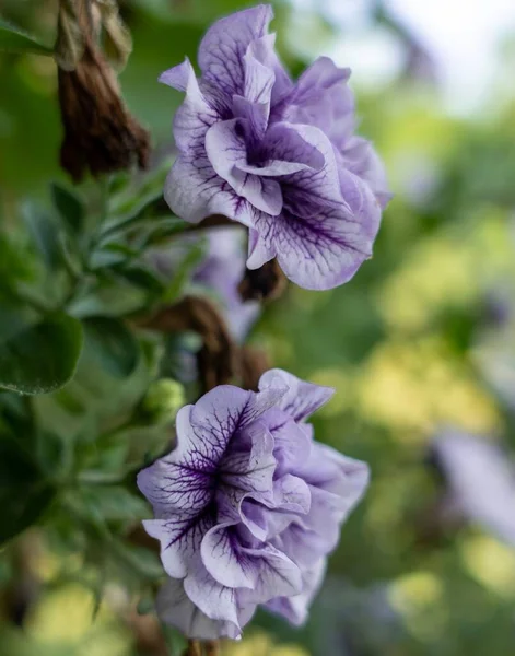 Plano Vertical Flores Petunia Púrpura Fondo Borroso — Foto de Stock