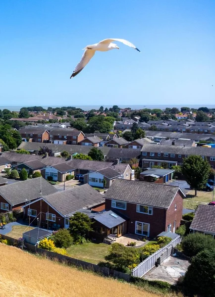 Vertical Shot Seagull Flying Air Residential Buildings Small Town — Stock Photo, Image