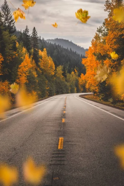 Plan Vertical Route Asphaltée Avec Des Arbres Jaunes Automne Sur — Photo