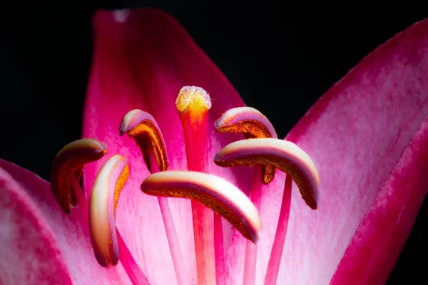 Primer Plano Una Flor Lilium Cernuum Semillas — Foto de Stock