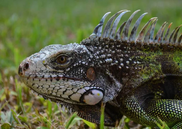 Sahadaki Koyu Renkli Bir Iguananın Yakın Plan Çekimi — Stok fotoğraf