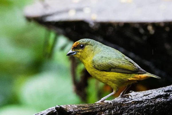 Close Uma Adorável Eufonia Apoiada Pela Azeitona Empoleirada Ramo — Fotografia de Stock