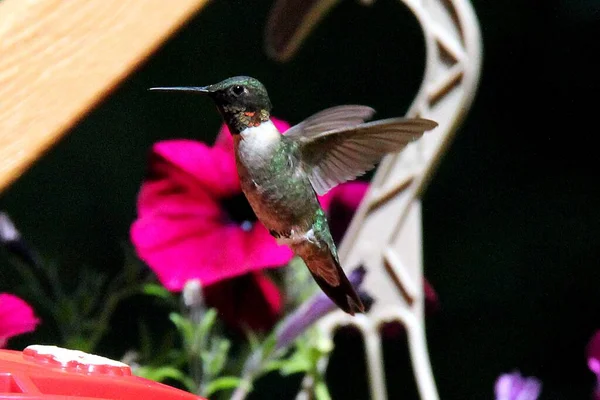 Closeup Ruby Throated Hummingbird Flying Pink Flower — Stock Photo, Image