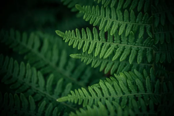 Yeşil Eğreltiotu Bitkilerinin Seçici Odak Noktası — Stok fotoğraf