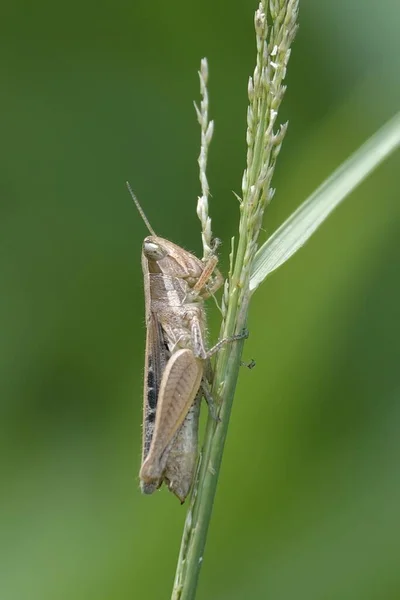 Een Verticaal Schot Van Een Sprinkhaan Zittend Het Gras Een — Stockfoto