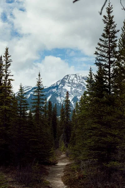 Vertikální Záběr Stezky Lese Zasněžených Horách — Stock fotografie