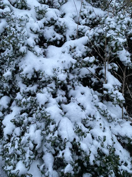 Schneebedecktes Laub Winter Sauberer Schnee Und Grüne Blätter — Stockfoto