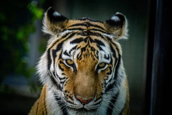 A cose-up shot of a tiger\'s head in the zoo