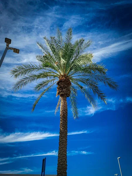 青い空の下のヤシの木の垂直ショット — ストック写真