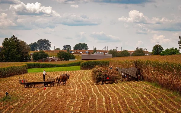Beau Cliché Agriculteurs Chevaux Travaillant Sur Une Ferme Cultivée — Photo
