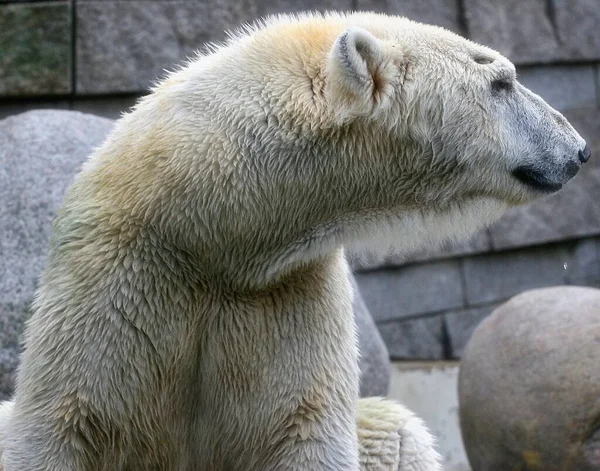 Ours Polaire Sale Sur Une Cage Zoo Sur Fond Flou — Photo