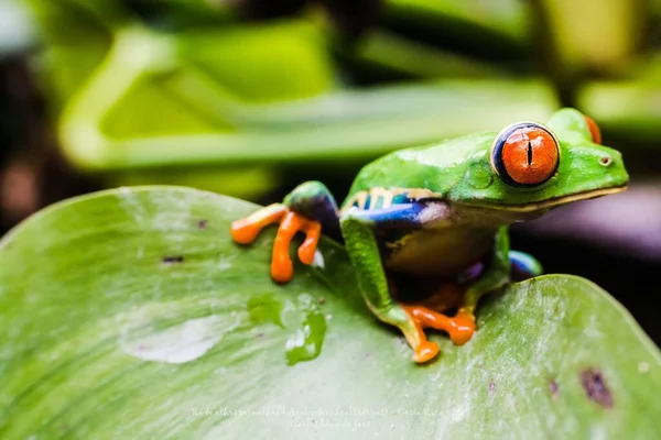 红眼树蛙在湿绿叶上的特写 — 图库照片