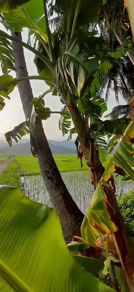 印度尼西亚爪哇Kulon Progo稻田水稻苗上的棕榈树垂直射穿 夕阳西下 — 图库照片