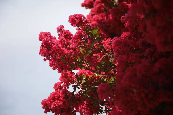 Güzel Pembe Begonviller — Stok fotoğraf