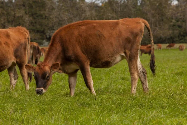 A jersey cow grazing in Jersey Dairy Cow Farm, Buenos Aires with other cows