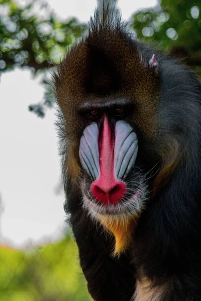 Eine Vertikale Aufnahme Eines Mandrills Der Direkt Die Kamera Blickt — Stockfoto