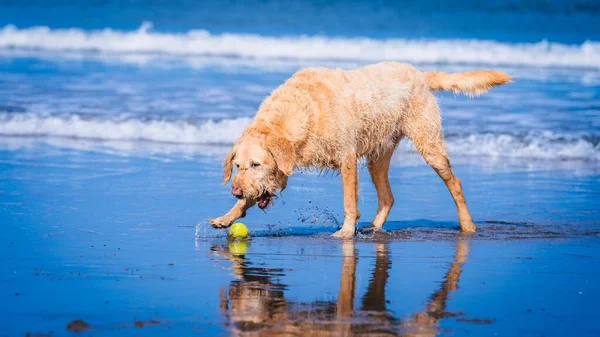 Golden Retriever Playing Ball Sandy Beach — Stock Photo, Image