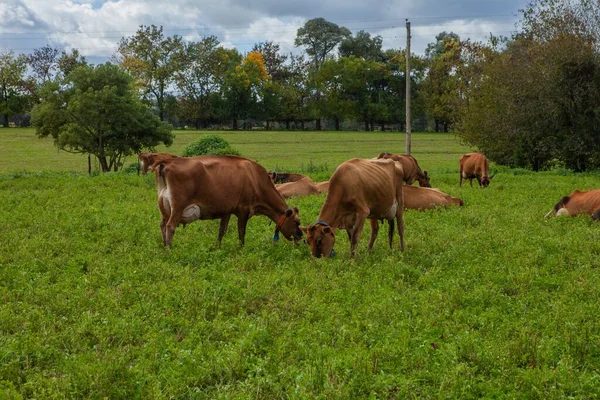 A group of jersey cows grazing in Jersey Dairy Cow Farm, Buenos Aires with trees