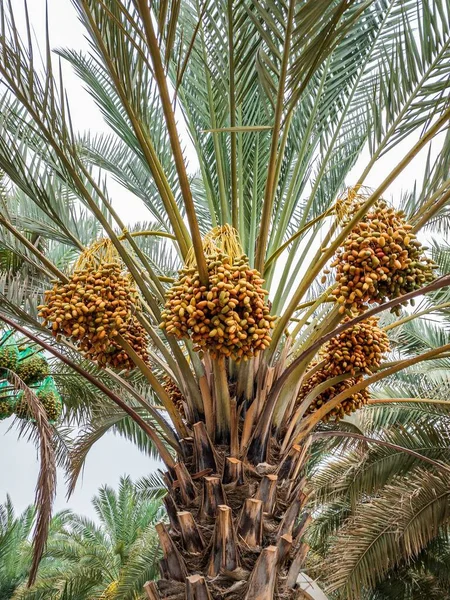 Dates Ripening Palm Tree Ain Abu Dhabi — Stock Photo, Image