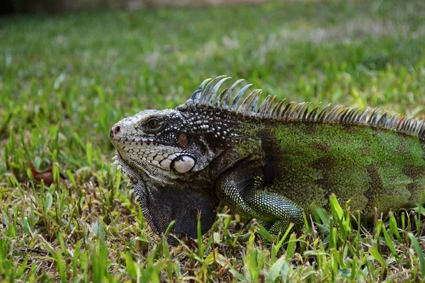 Close Uma Iguana Verde Deitada Grama Dia Ensolarado — Fotografia de Stock
