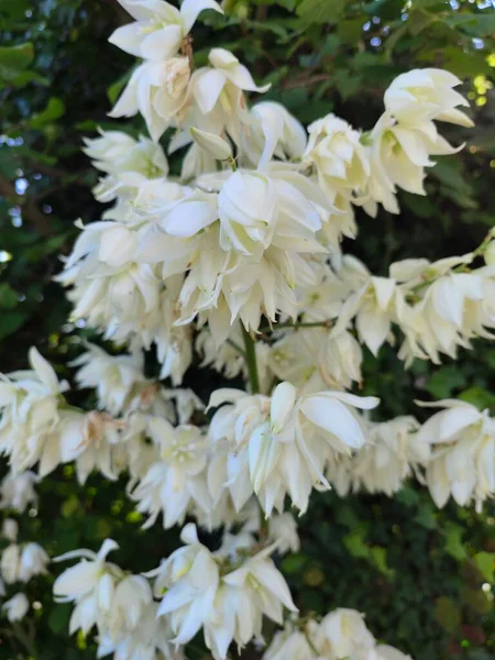Вертикальный Снимок Белых Иголочных Цветов Адама Саду — стоковое фото