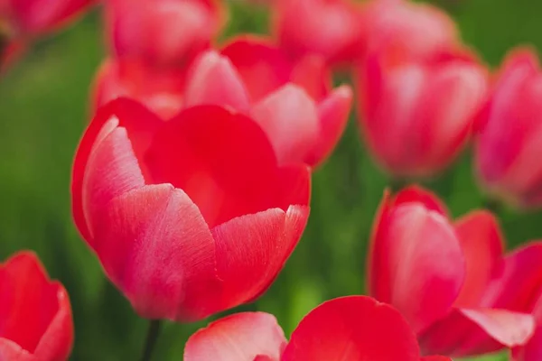 Крупним Планом Знімок Квітучих Яскраво Червоних Тюльпанів — стокове фото