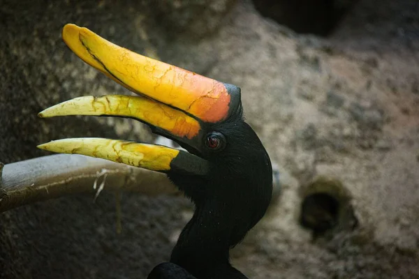 Zbliżenie Ujęcia Rogatki Nosorożca Zoo — Zdjęcie stockowe