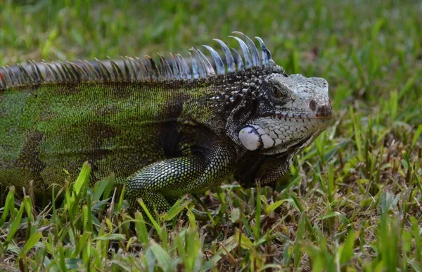 Close Uma Iguana Escura Texturizada Campo — Fotografia de Stock