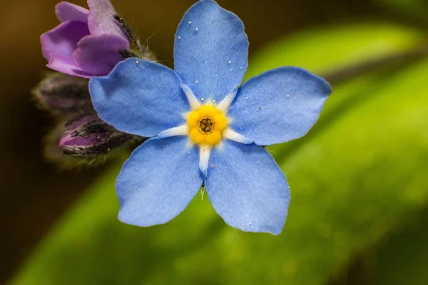 Tiro Close Uma Flor Gramíneas Escorpião Molhado Azul Florescendo — Fotografia de Stock
